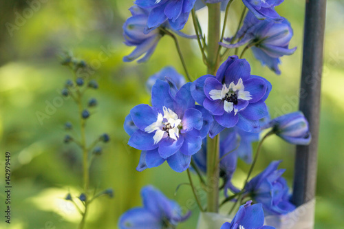 Purple, blue and white larkspur flower photo