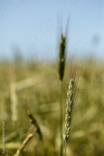 Growing grain