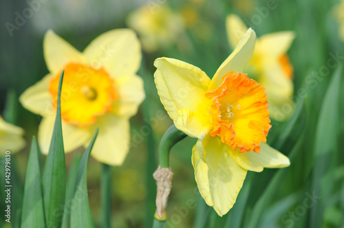 Fototapeta Naklejka Na Ścianę i Meble -  yellow daffodil