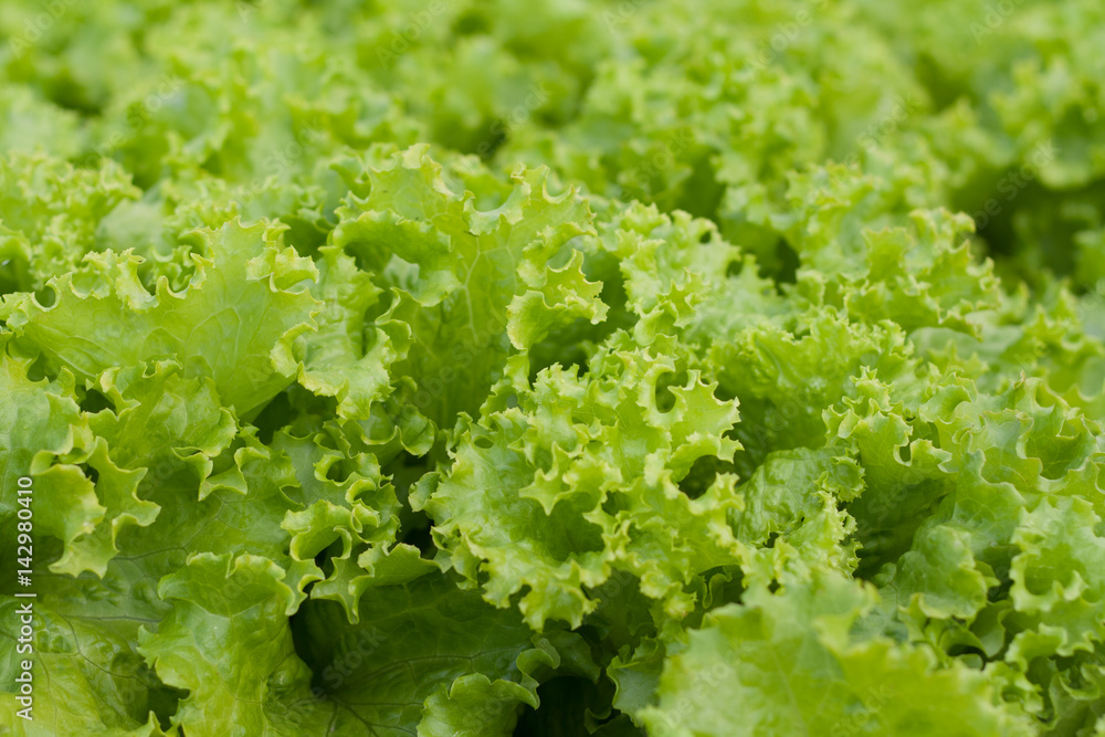 abstract Background green leafy vegetables. lettuce. abstract Background green leafy vegetables. lettuce.