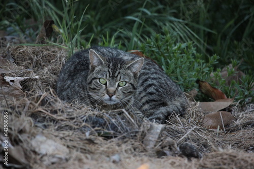 Angry stray cat laying on the ground