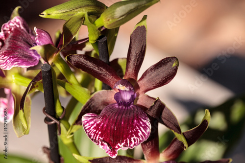 Purple and green orchid, Zygopetalum species photo