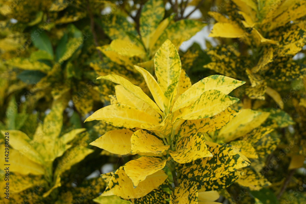 Yellow leaves on a white background. Autumn Yellow leaves on a white background. Autumn