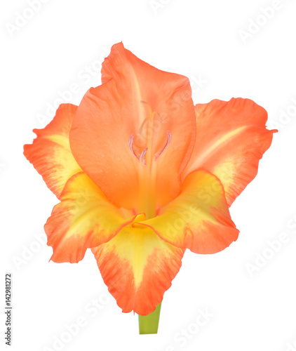  orange gladiolus flower