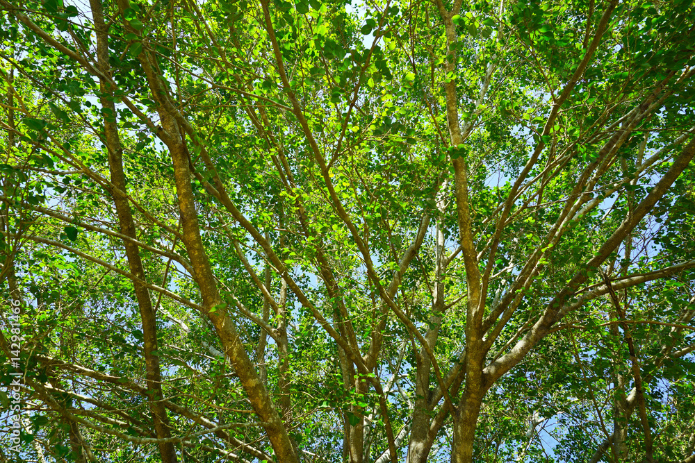 Tree with green leaves in spring season. Tree with green leaves in spring season.