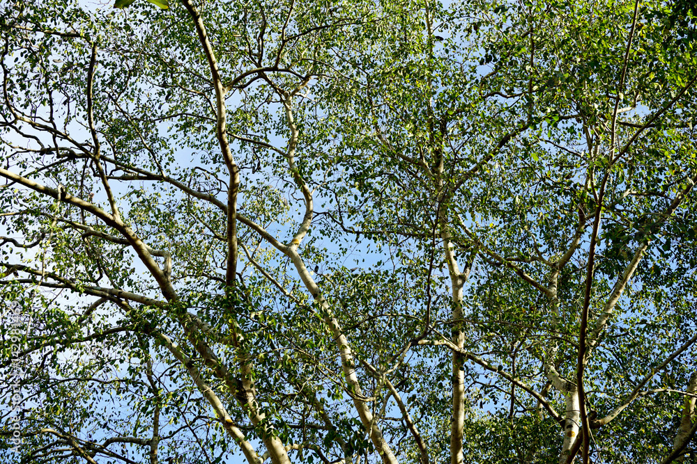 Fototapeta premium Under the shade of tall trees