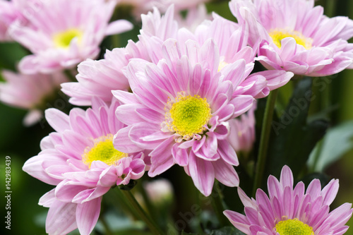 Close up of Purple chrysanthemum flower