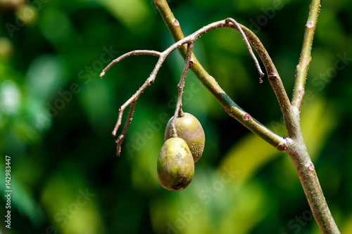 Ambarella,fruit. photo