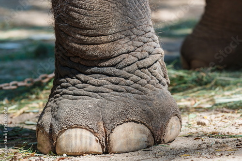 Elephant legs,elephant, thailand