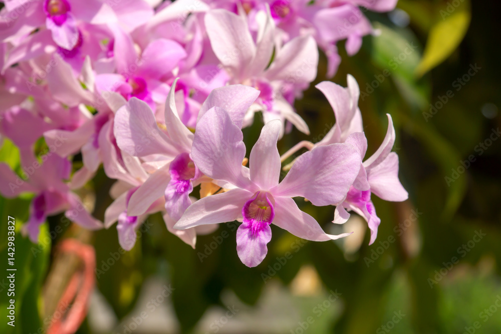 beautiful orchid flower.