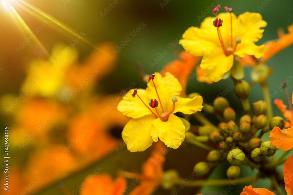 Orange Flower in the Rain Forest Orange Flower in the Rain Forest