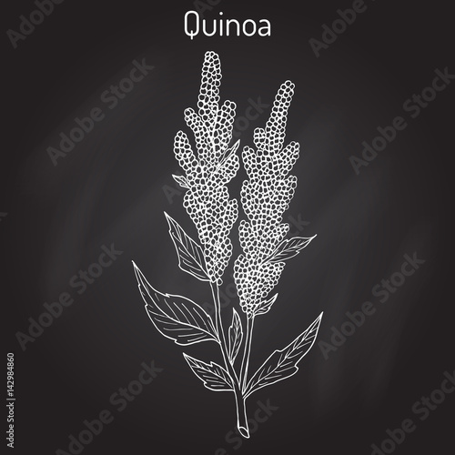 Quinoa Chenopodium quinoa superfood, healthy plant