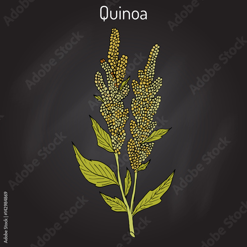 Quinoa Chenopodium quinoa superfood, healthy plant