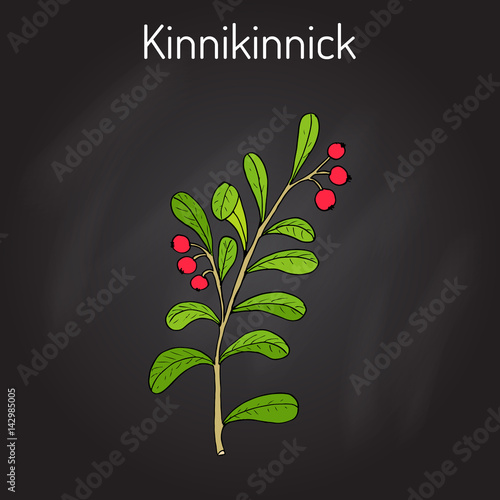 Kinnikinnick Arctostaphylos uva-ursi , or bearberry twig with berries