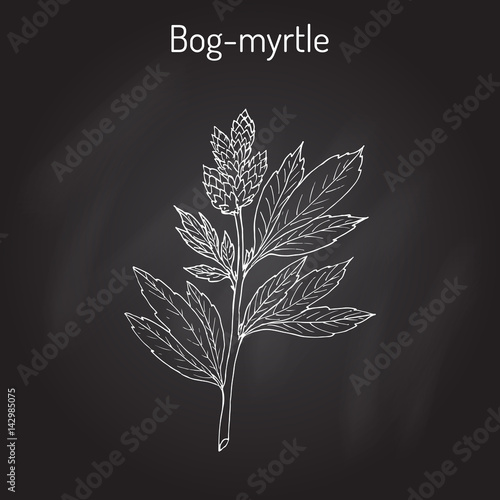 Bog-myrtle myrica gale , or sweetgale, medicinal plant