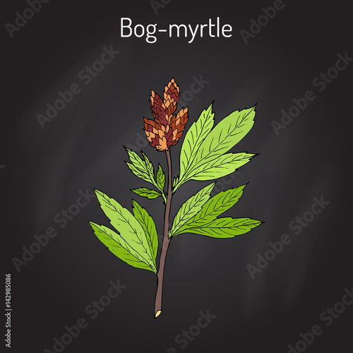 Bog-myrtle myrica gale , or sweetgale, medicinal plant