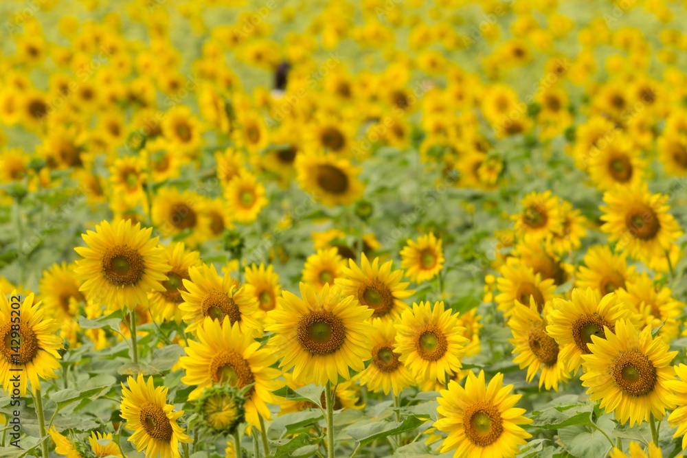 sunflowers field sunflowers field