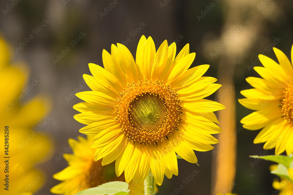 Fototapeta premium sunflowers field