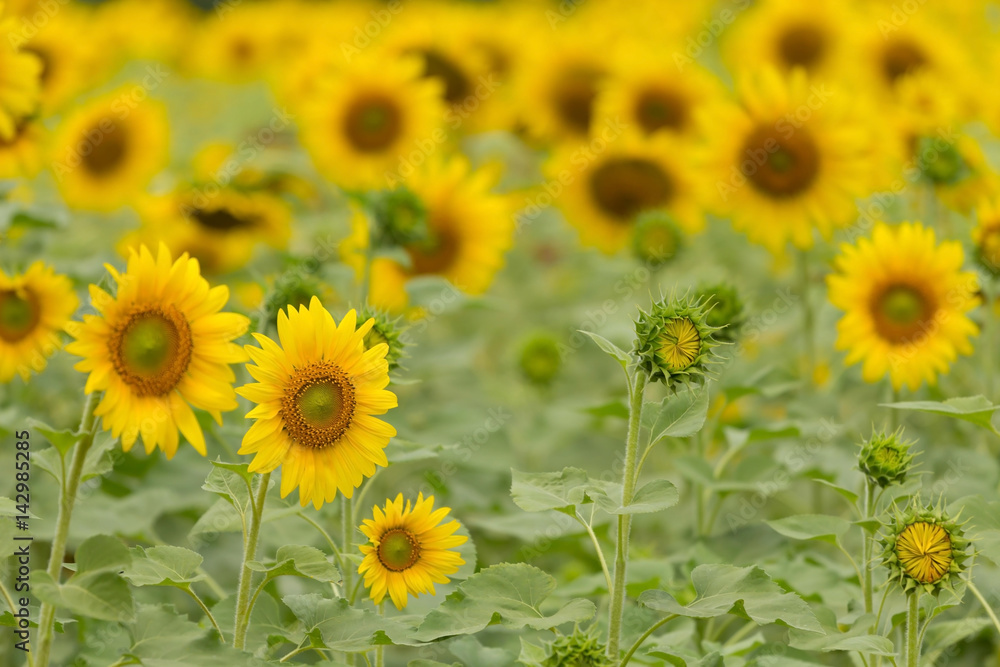 sunflowers field