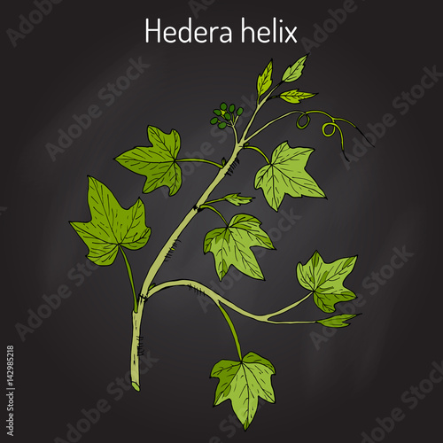 English ivy Hedera helix , ornamental and medicinal plant