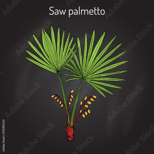 Saw Palmetto Serenoa repens , medicinal tree