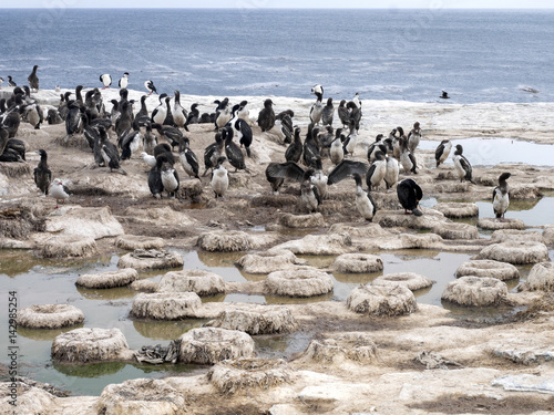 large nesting colony, Imperial Shag, Phalacrocorax atriceps,  Sea Lion Island, Falkland Islands / Malvinas © vladislav333222
