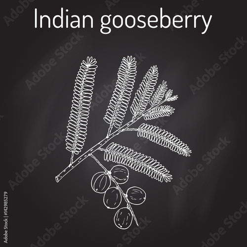 Indian gooseberry Phyllanthus emblica , or emblic myrobalan, robalan, Malacca tree, amla with leaves and berries