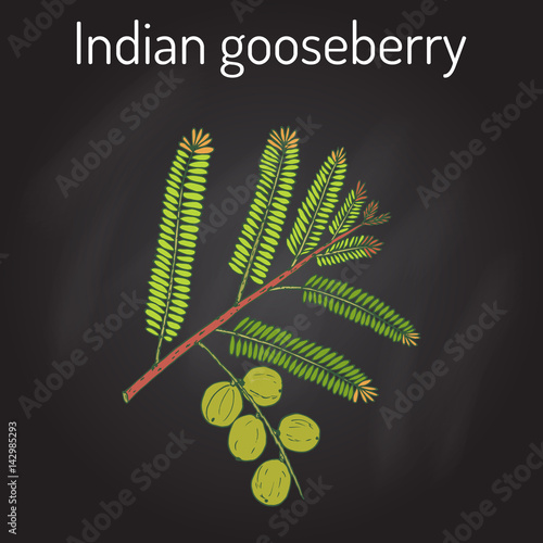 Indian gooseberry Phyllanthus emblica , or emblic myrobalan, robalan, Malacca tree, amla with leaves and berries