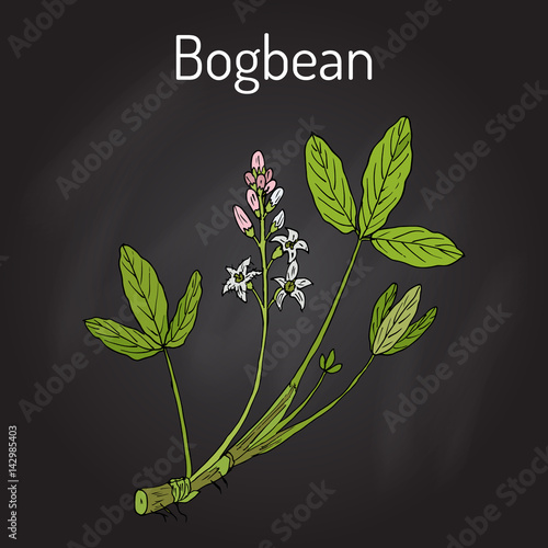 Bogbean or buckbean Menyanthes trifoliata , medicinal plant.