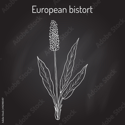 European Bistort Bistorta officinalis , or snakeweed, dragonwort, medicinal plant photo