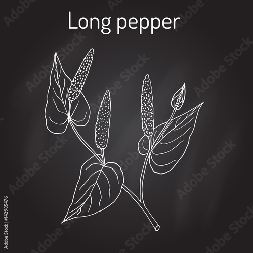 Ayurvedic plant Long pepper Piper longum , pippali.