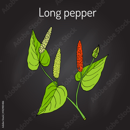 Ayurvedic plant Long pepper Piper longum , pippali.