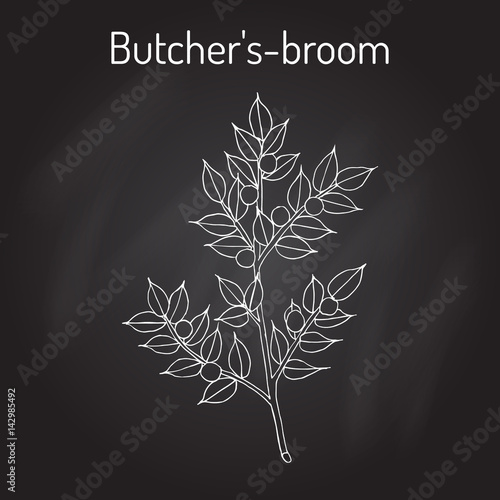 Butcher s broom Ruscus aculeatus , or Knee Holly, Christmas Berry - evergreen plant
