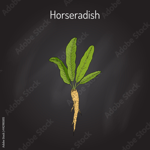 Horseradish Cochlearia armoracia - vegetable, medicinal plant
