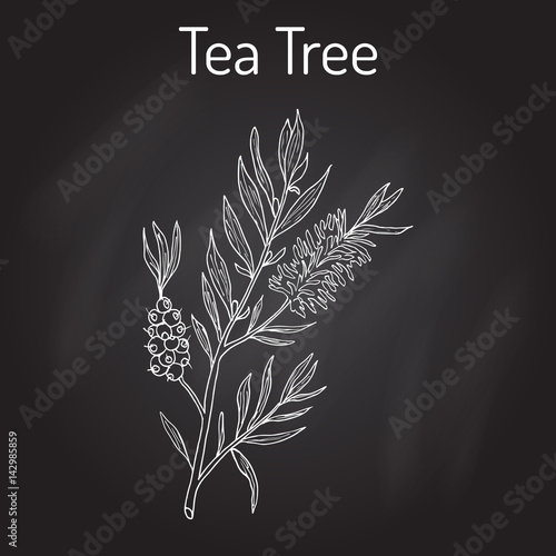 Collection of tea tree. Cosmetics and medical plant. hand drawn