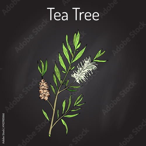 Collection of tea tree. Cosmetics and medical plant. hand drawn