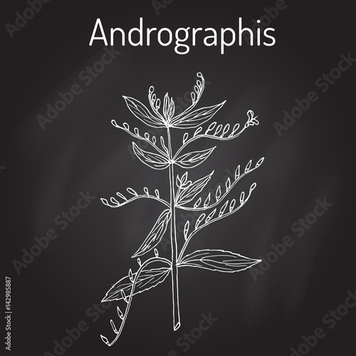 Andrographis paniculata, or king of bitters, ayurvedic herb