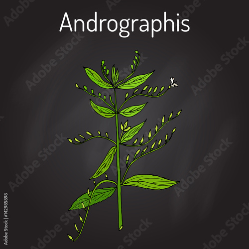 Andrographis paniculata, or king of bitters, ayurvedic herb