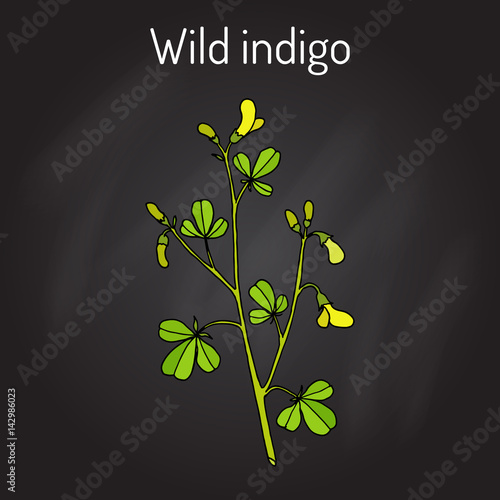 Wild-indigo Baptisia tinctoria , medicinal plant
