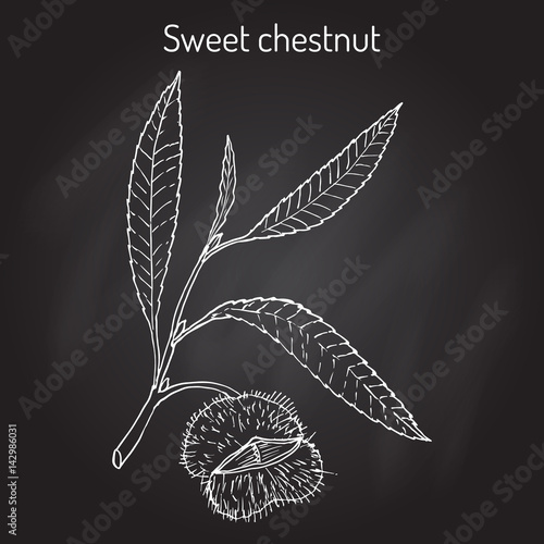 Sweet chestnut Castanea sativa 