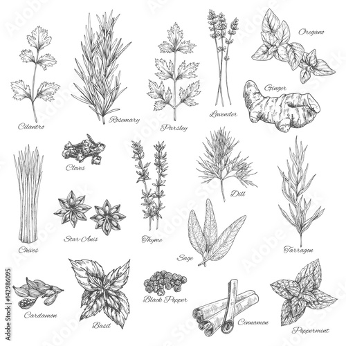 Spices and herbs vector sketch icons