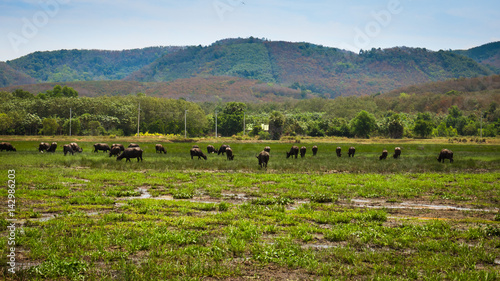 Herd of buffalo grazing in the swamp