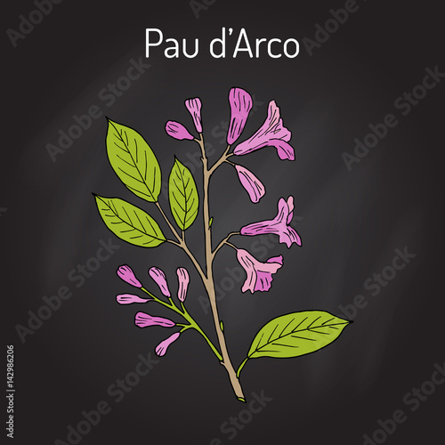 Pau d arco Tabebuia impetiginosa , or trumpet tree, medicinal plant photo