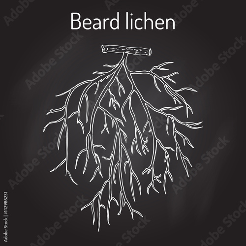 Beard lichen Usnea barbata , or tree moss