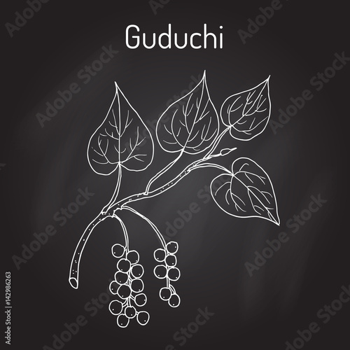 Guduchi Tinospora cordifolia , ayurvedic medicinal plant