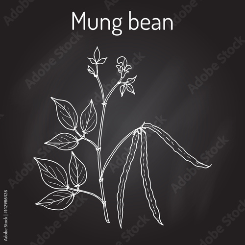Mung bean Vigna radiata with leaves and pods