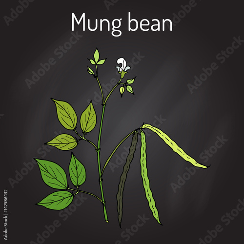 Mung bean Vigna radiata with leaves and pods