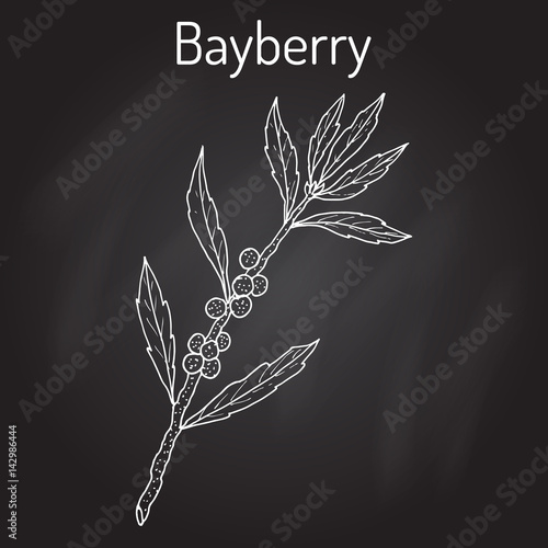Bayberry Myrica cerifera , or southern wax myrtle, candleberry, tallow shrub.