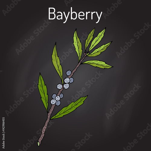 Bayberry Myrica cerifera , or southern wax myrtle, candleberry, tallow shrub.