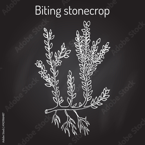 Biting stonecrop Sedum acre , or goldmoss, ornamental and medicinal plant